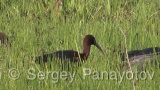 Video of Glossy Ibis - Glossy Ibis is hunting in the lake in the summer